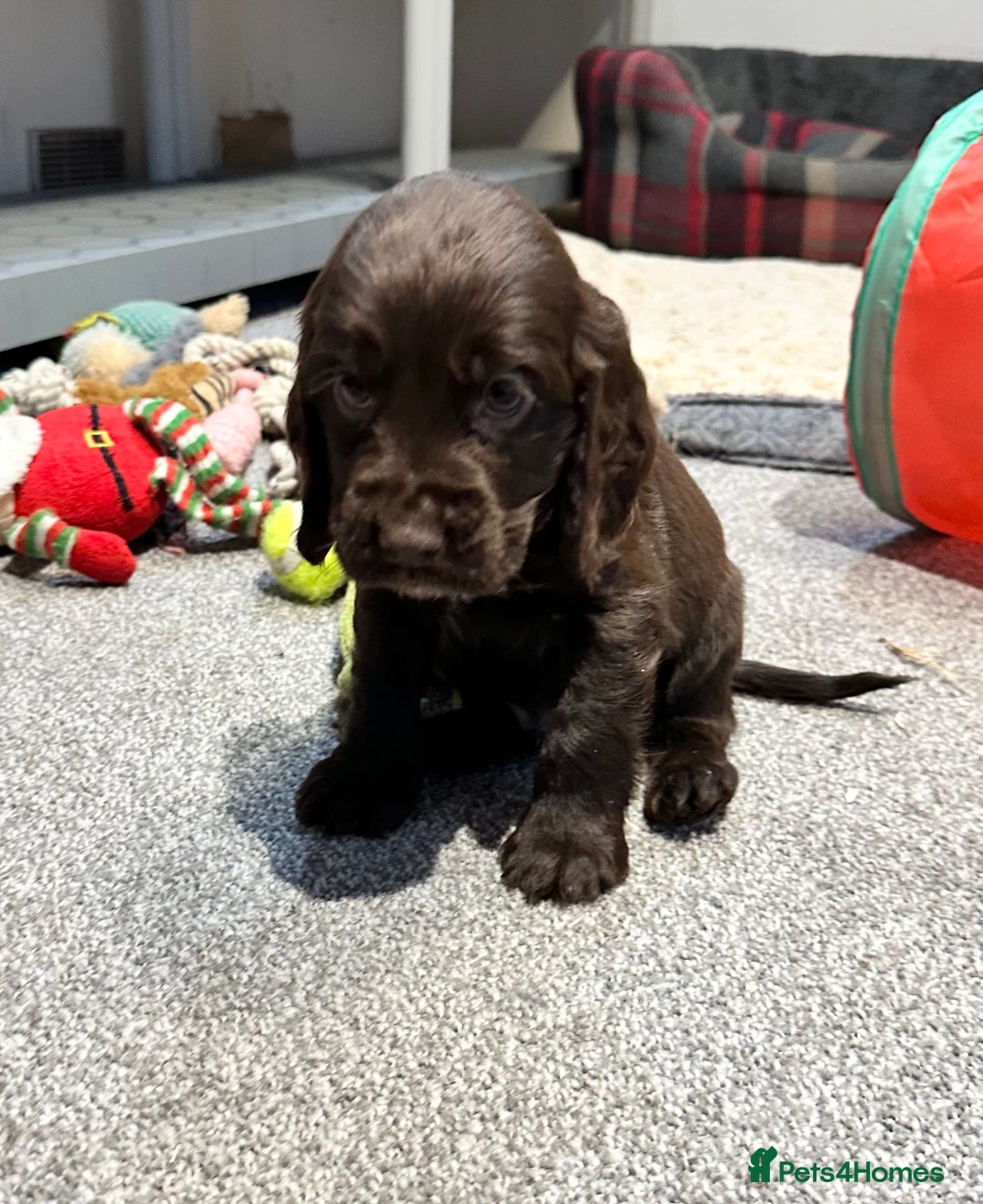 Cocker Spaniel dogs for sale: Beautiful show type puppies  - Image 10