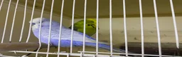 Budgerigars birds for sale: Young budgies for sale - Advert 14