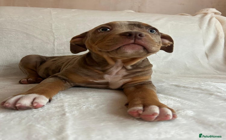 American Bully dogs - Advert 2