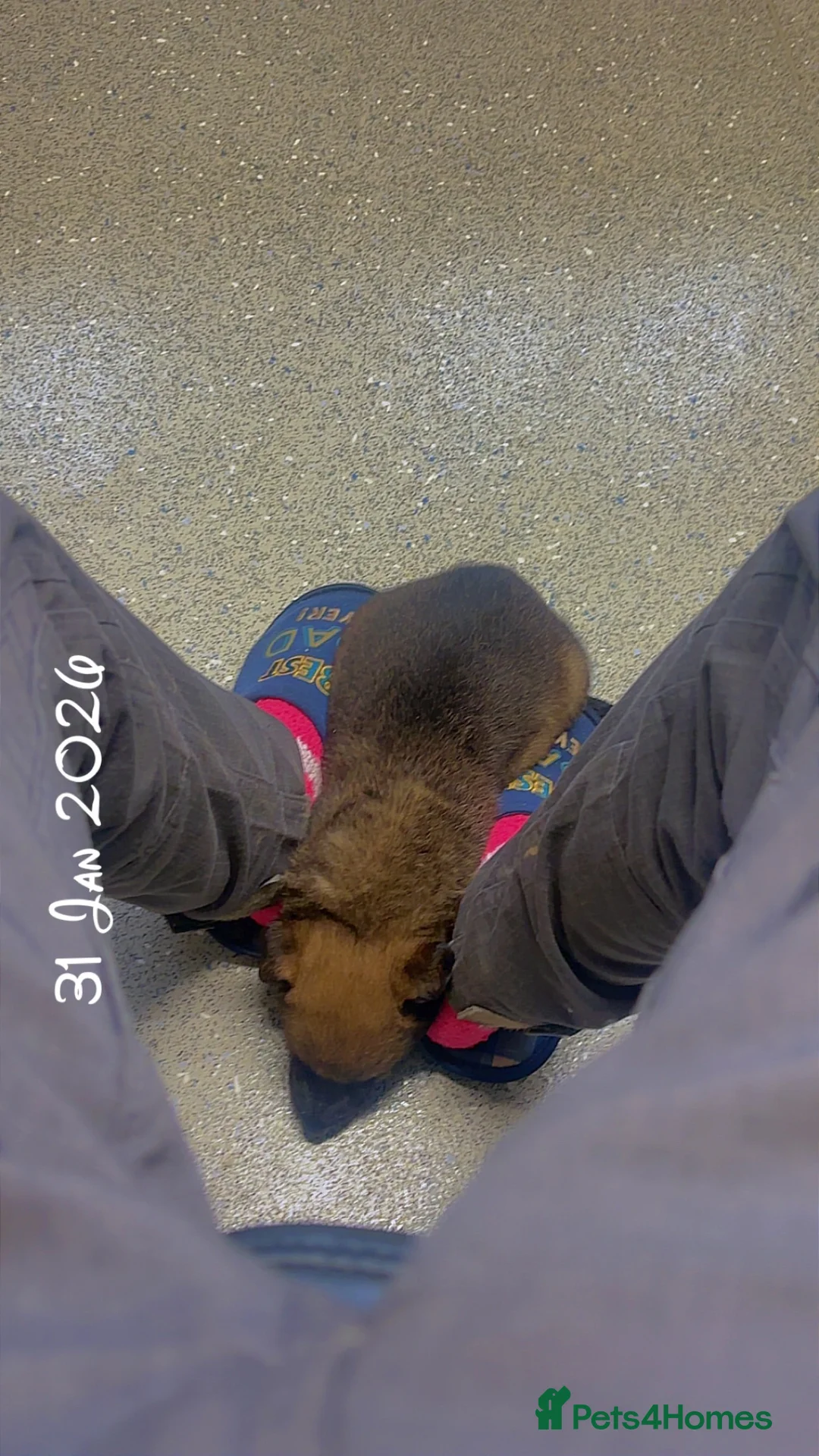 Belgian Shepherd Dog dogs for sale: Belgian malinios puppies - Advert 2