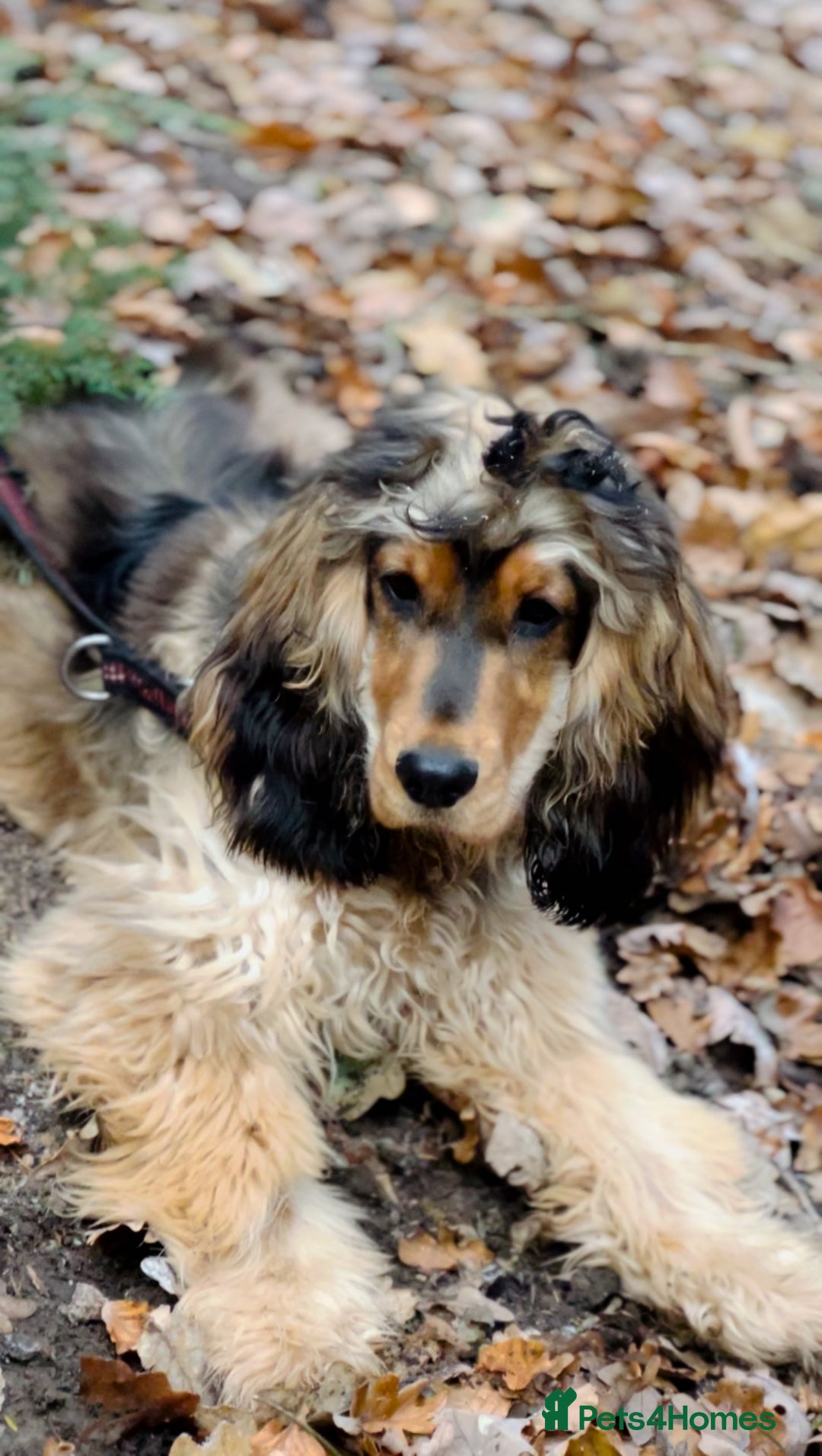 Cocker Spaniel dogs for stud: Beautiful Stud in Gloucester - Advert 3