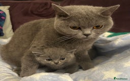 British Shorthair cats for sale: GCCF active mum and daughter blue BSH - Image 21
