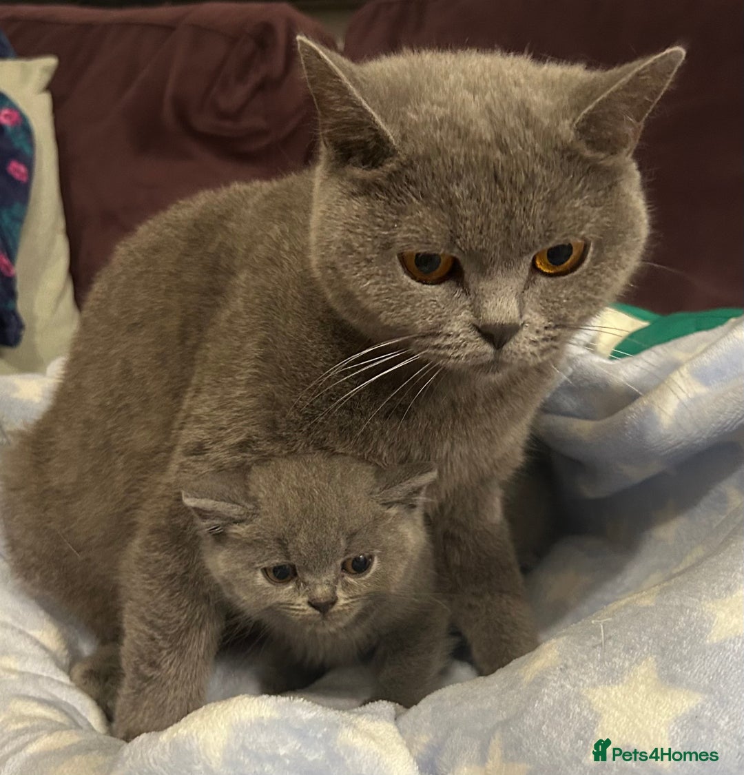 British Shorthair cats for sale: GCCF active mum and daughter blue BSH - Image 21
