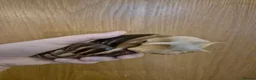 Snails invertebrates for sale: jade & normal Giant African Land Snail babies in Newbury - Advert 4