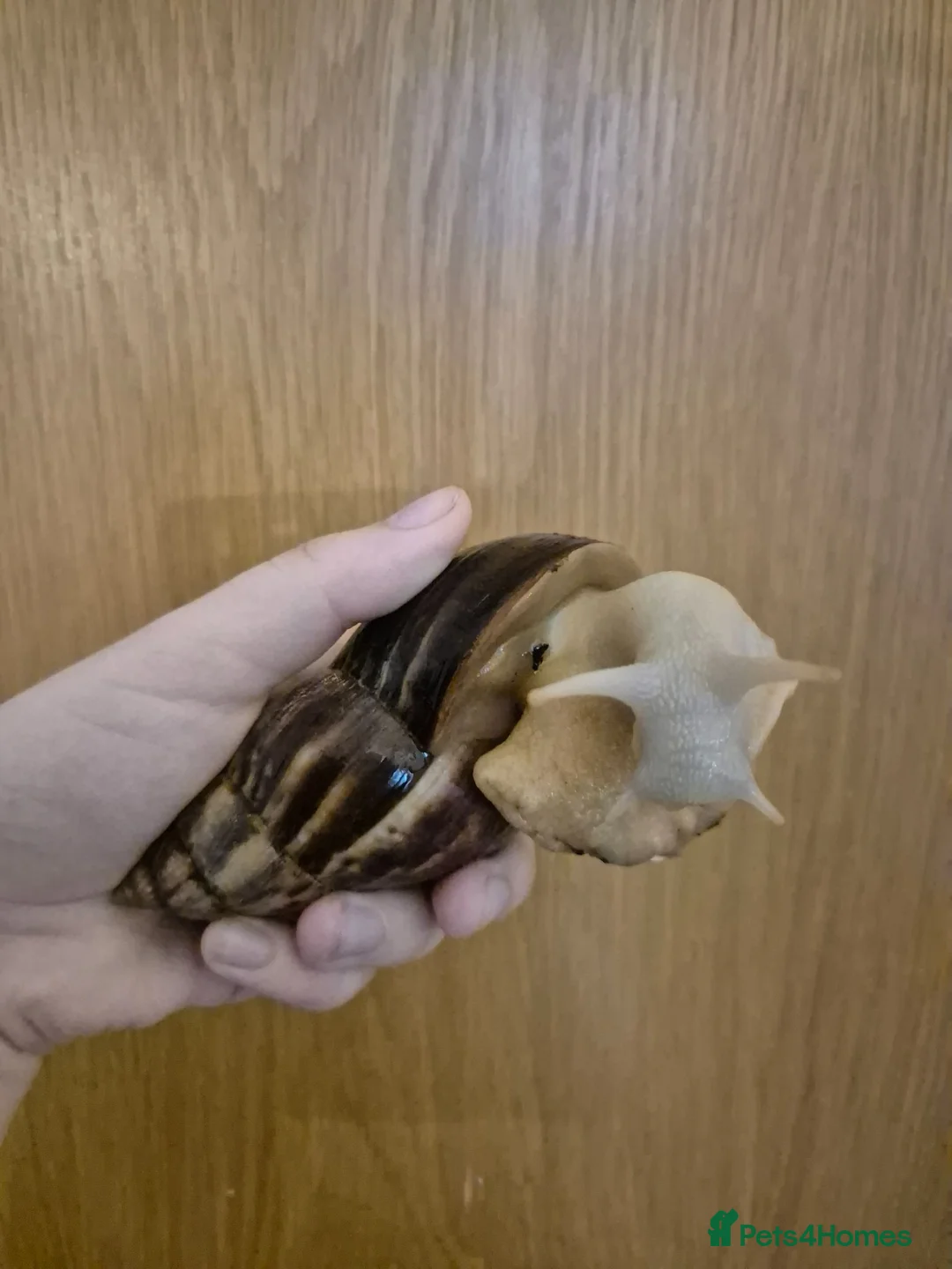 Snails invertebrates for sale: jade & normal Giant African Land Snail babies in Newbury - Advert 4