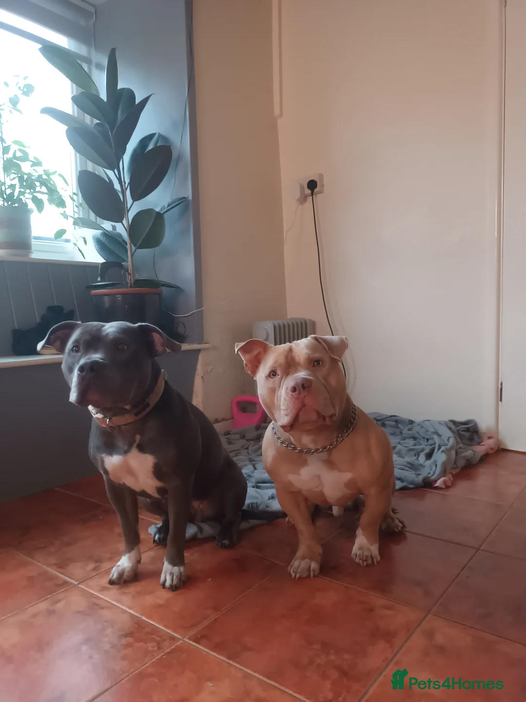American Bully dogs for sale: Bonded pair of bullies - Advert 10