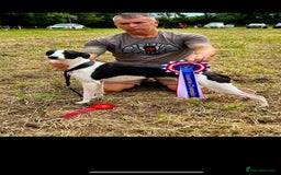 Whippet dogs for sale: Rare colours full pedigree KC Reg whippet pups  - Image 13