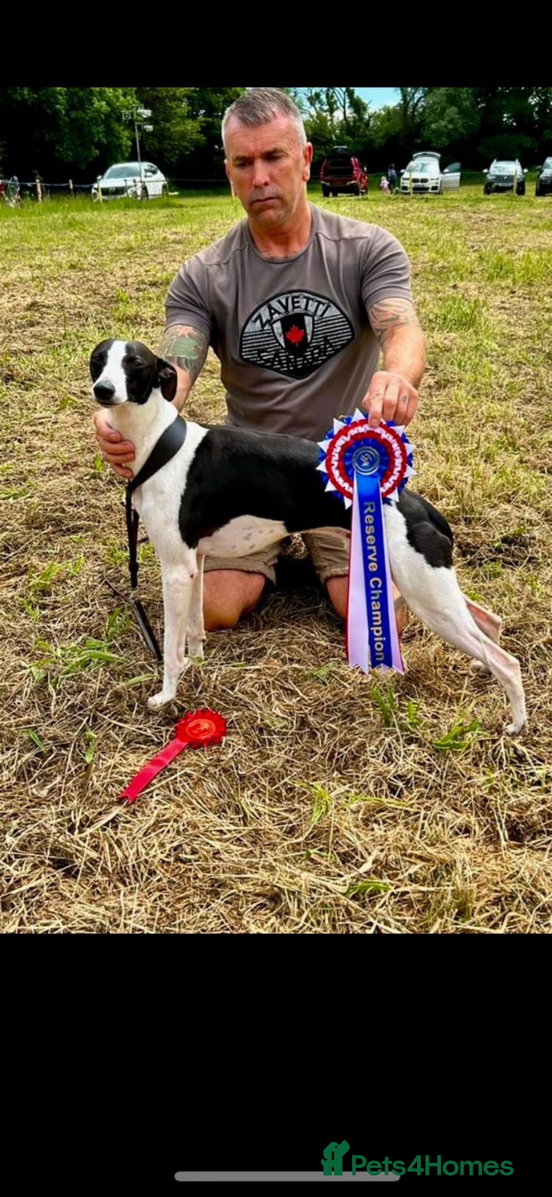 Whippet dogs for sale: Rare colours full pedigree KC Reg whippet pups  - Image 13