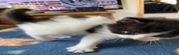 Ragdoll cats for sale: Ragdoll kittens - Advert 11