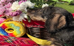 Dachshund dogs for sale: Standard Wire Haired Dachshunds - Image 2