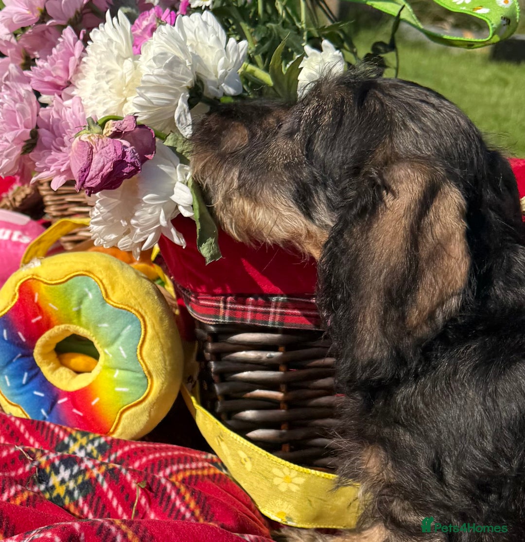 Dachshund dogs for sale: Standard Wire Haired Dachshunds - Image 2