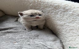 British Shorthair cats for sale: Champions bloodline British Shorthair Kittens! 🐾  - Image 28