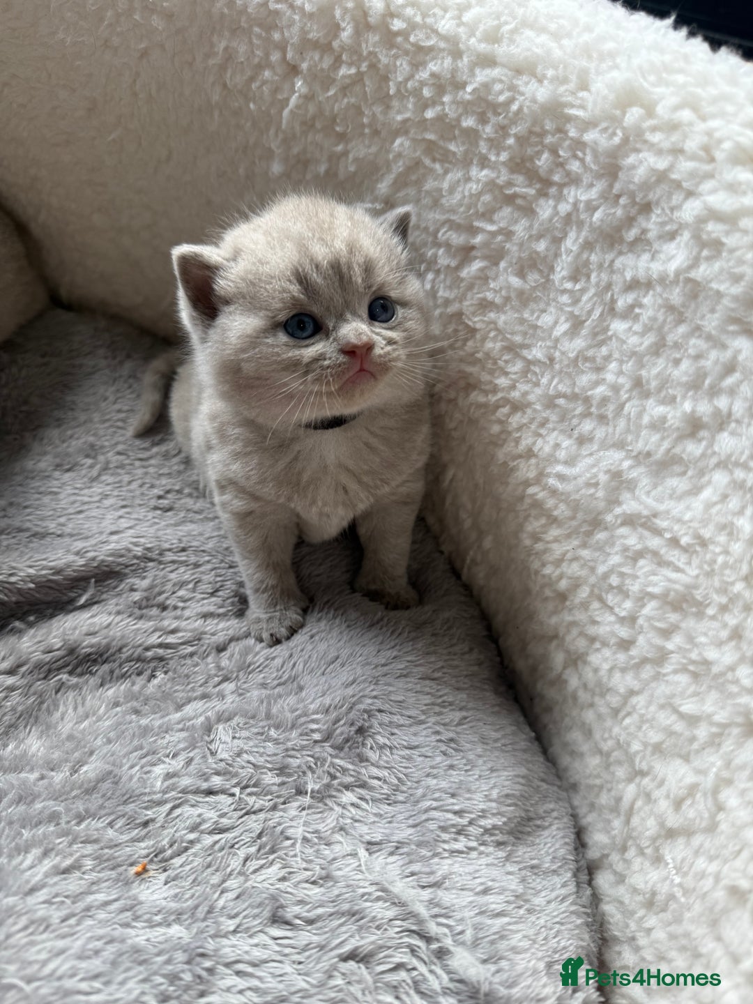 British Shorthair cats for sale: Champions bloodline British Shorthair Kittens! 🐾  - Image 28