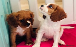 Cavalier King Charles Spaniel dogs for sale: King Charles cavalier  in Arundel - Image 27