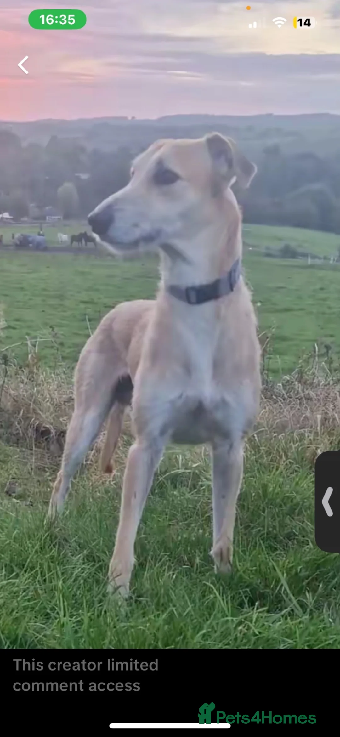 Lurcher dogs for sale: Lurcher male 2 year old  - Advert 2