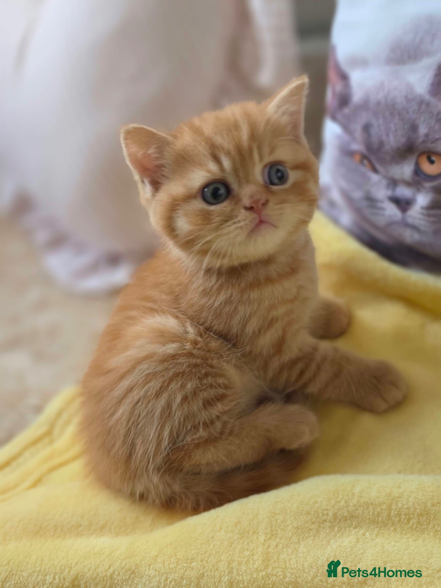 British Shorthair cats ✅BSH-lilac💜red🧡 TICA reg 😍3 left - Advert 1