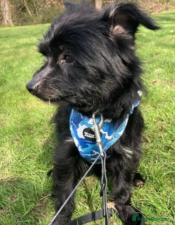 Mixed Breed dogs Sweet boy, Skye, tiny and affectionate! In Essex  - Advert 1