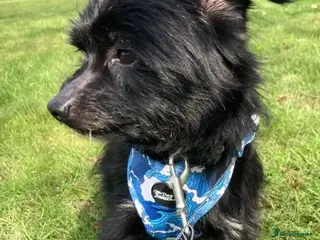 Mixed Breed dogs Sweet boy, Skye, tiny and affectionate! In Essex - Advert 1