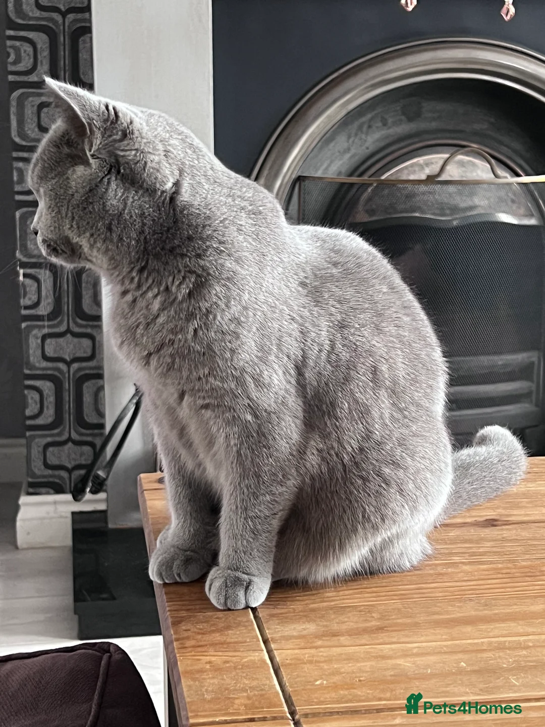 British Shorthair cats for sale: Female British Shorthair in Antrim - Advert 2