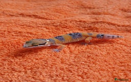 Leopard Gecko reptiles for sale: Baby leopard geckos  - Image 11