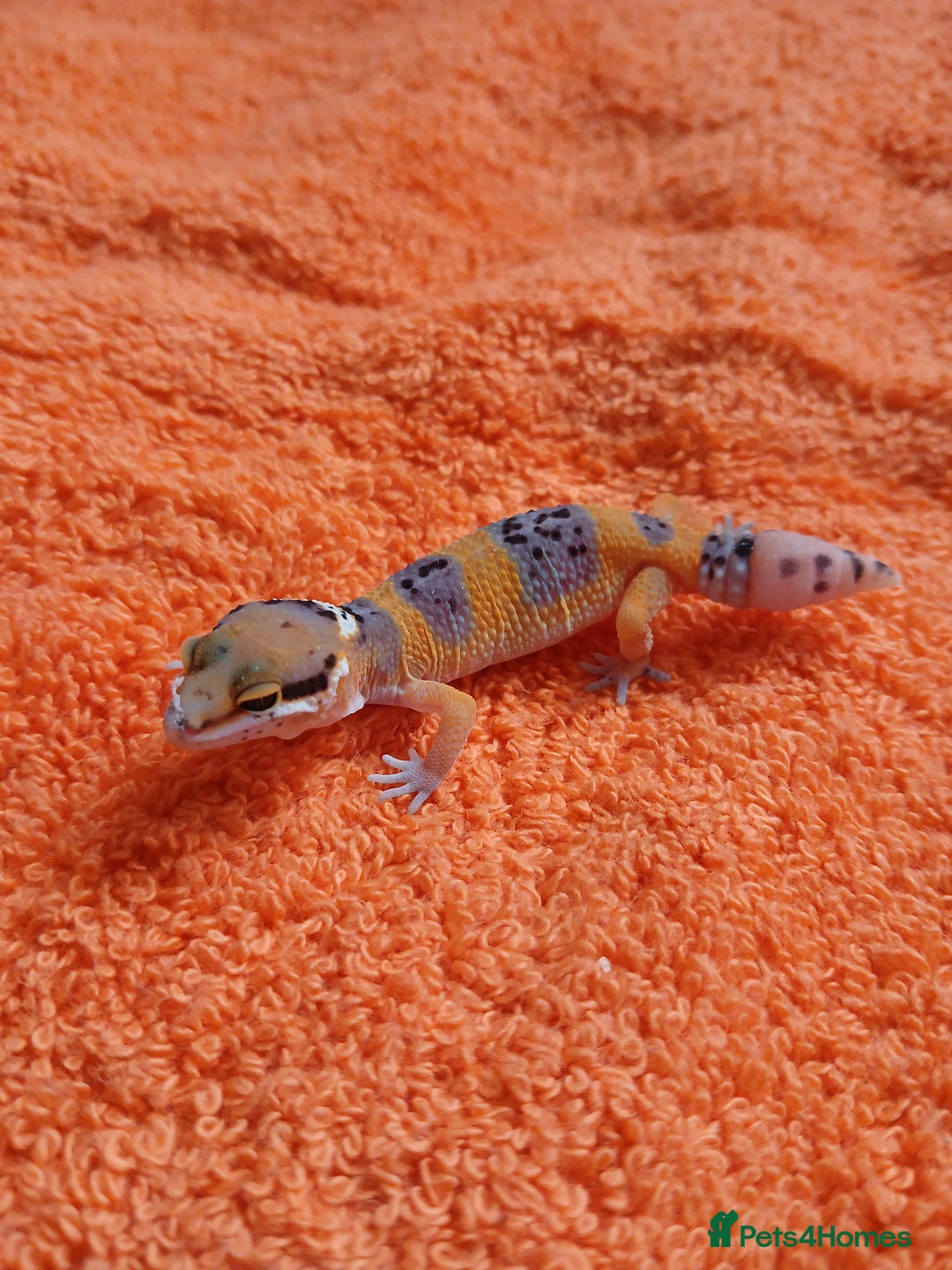 Leopard Gecko reptiles for sale: Baby leopard geckos  - Image 11