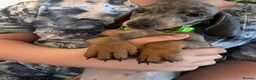 Miniature Dachshund dogs for sale: 💫❤️Supreme miniature dachshund puppies❤️💫  - Advert 8