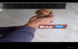 Cockapoo dogs for sale: Adorable Cockapoo’s - Image 12