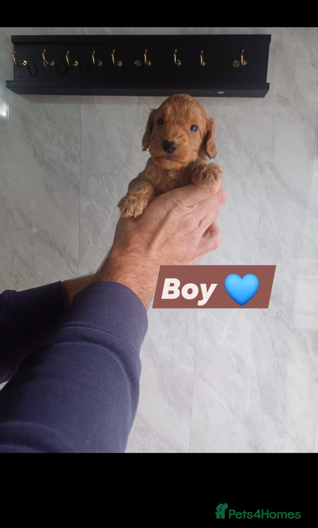 Cockapoo dogs for sale: Adorable Cockapoo’s - Image 12