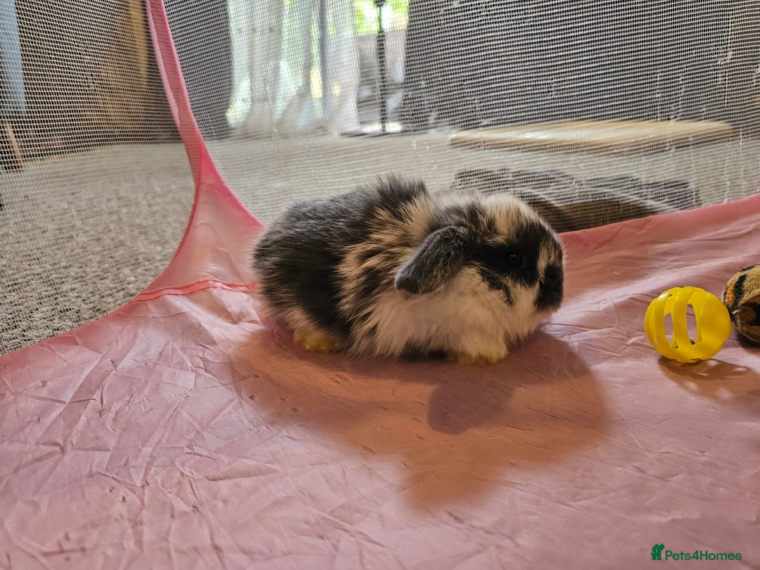 Mini Lop rabbits for sale: Stunning mini lop babies - Image 7