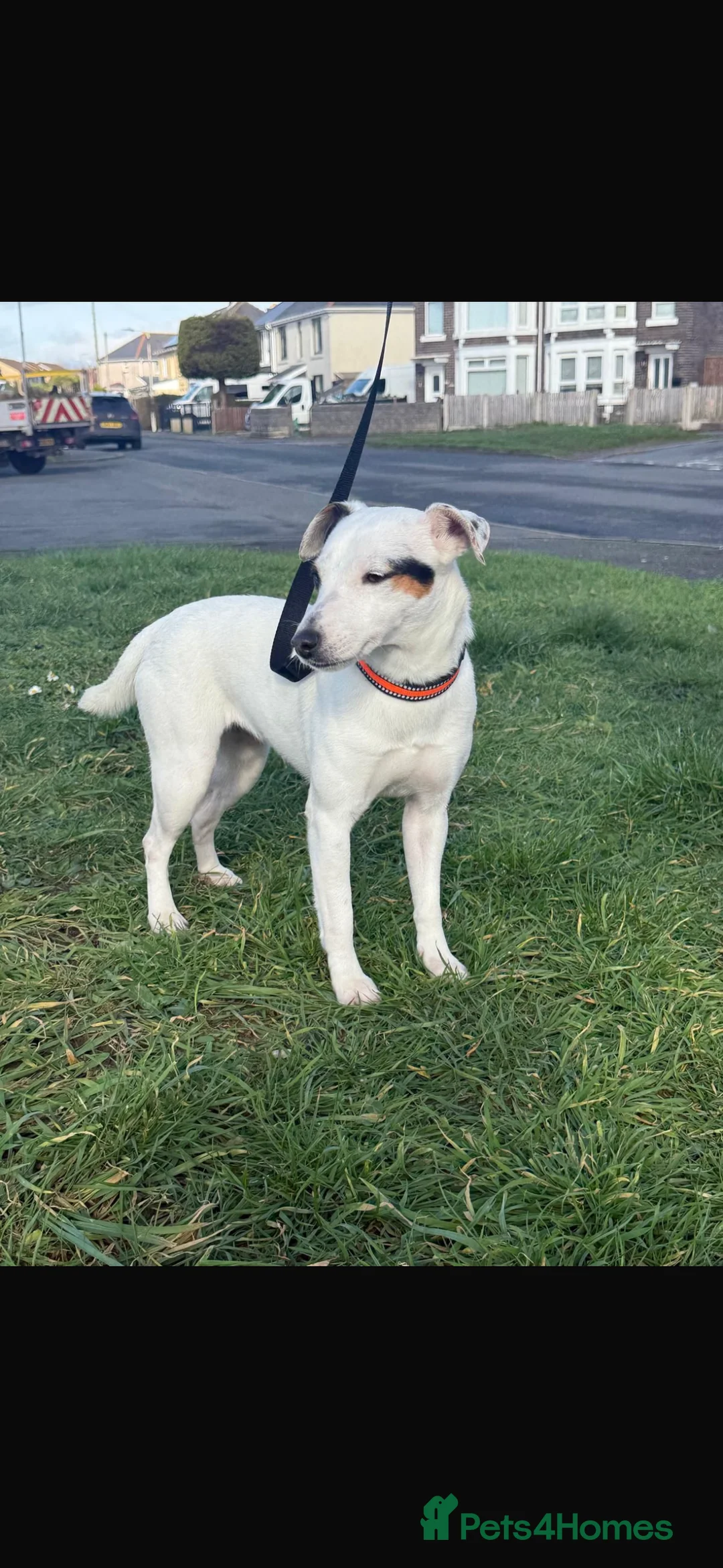 Jack Russell dogs for sale: 18 month old female jack Russell - Advert 8