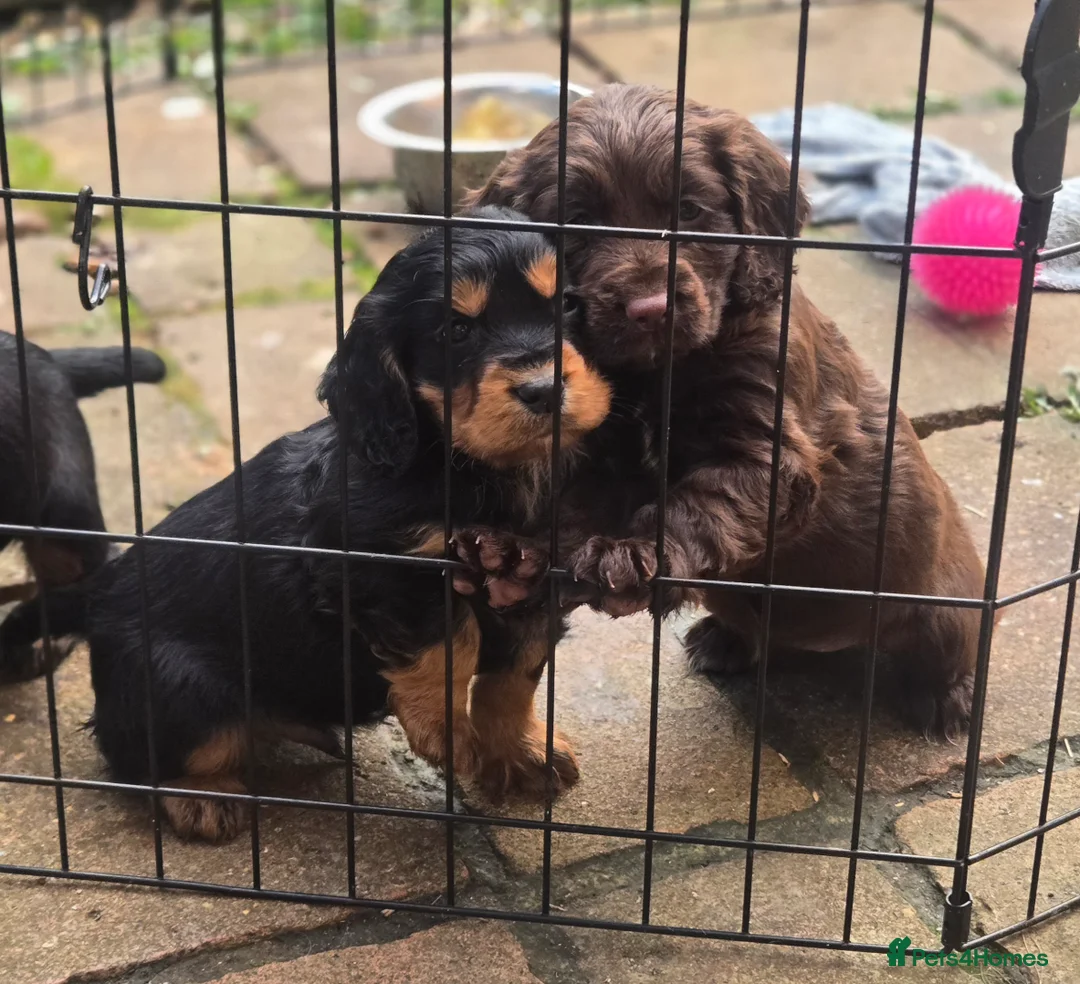 Cocker Spaniel dogs for sale: Working cocker spaniel pups - Advert 1