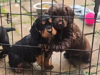 Cocker Spaniel dogs Working cocker spaniel pups - Advert 17