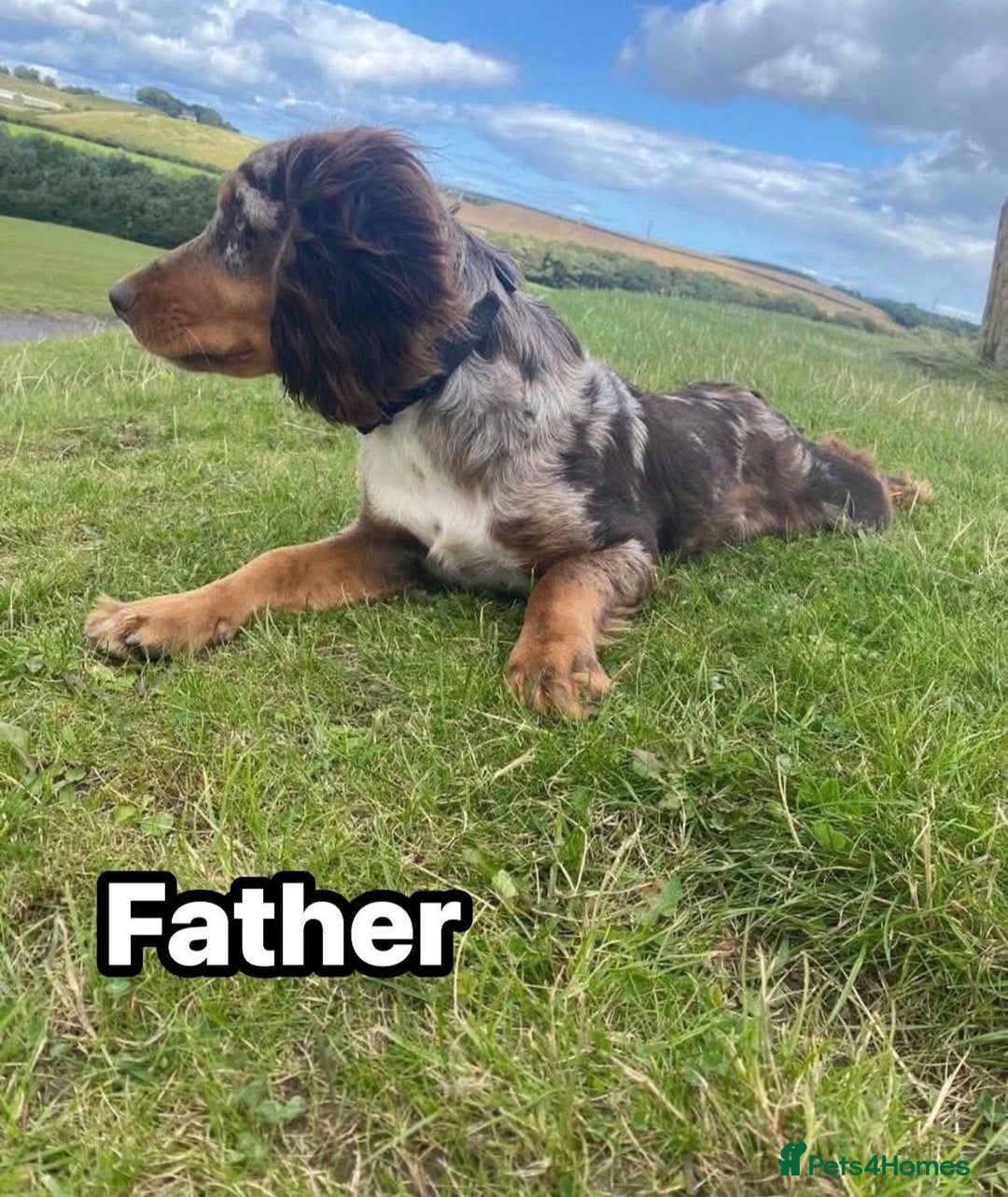 Cocker Spaniel dogs for sale: Cocker spaniels, read description  - Image 6
