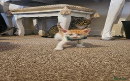 British Shorthair cats for sale: Beautiful Bengal x Calico Kittens - Image 8