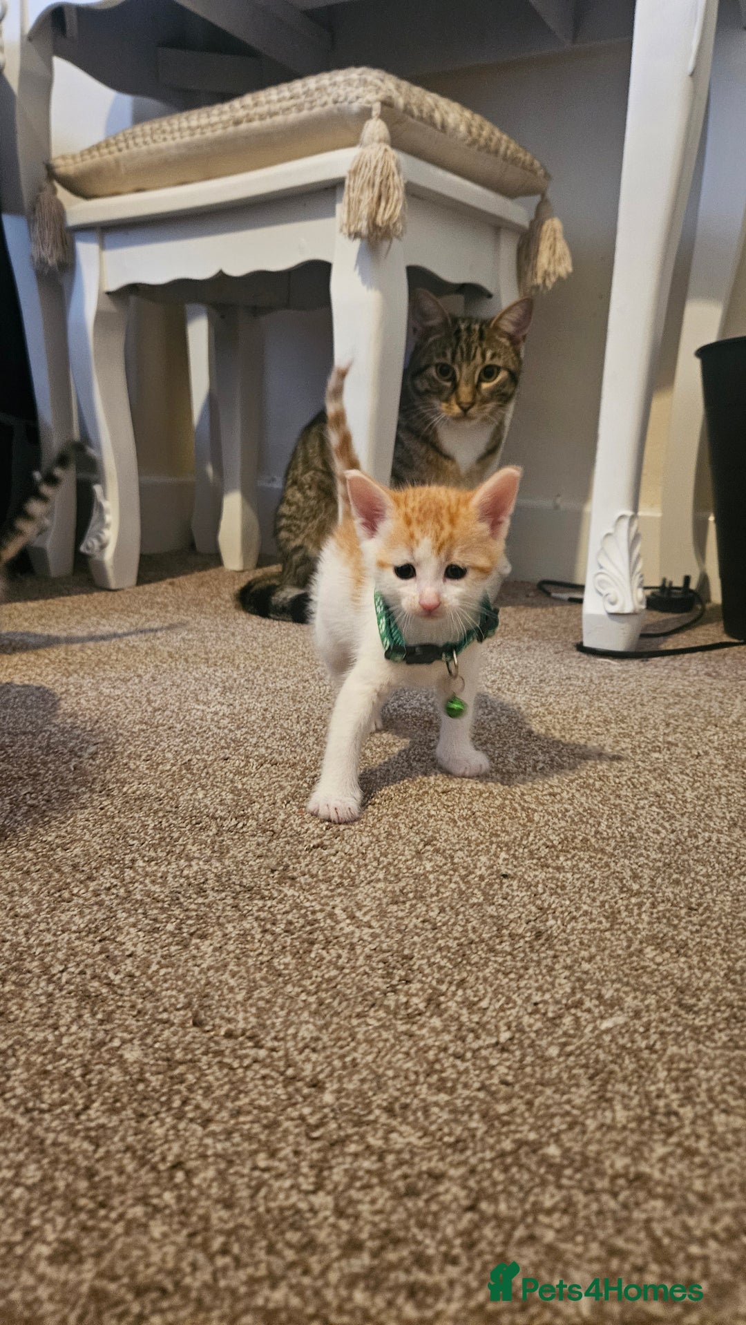 British Shorthair cats for sale: Beautiful Bengal x Calico Kittens - Image 8