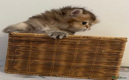 British Longhair cats for sale: Rare Golden Shaded British Longhair Girl Teddy  - Image 15