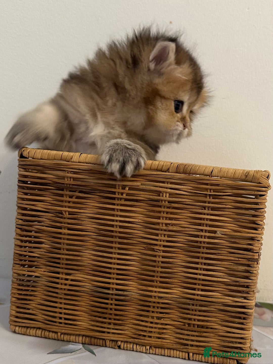British Longhair cats for sale: Rare Golden Shaded British Longhair Girl Teddy  - Image 15