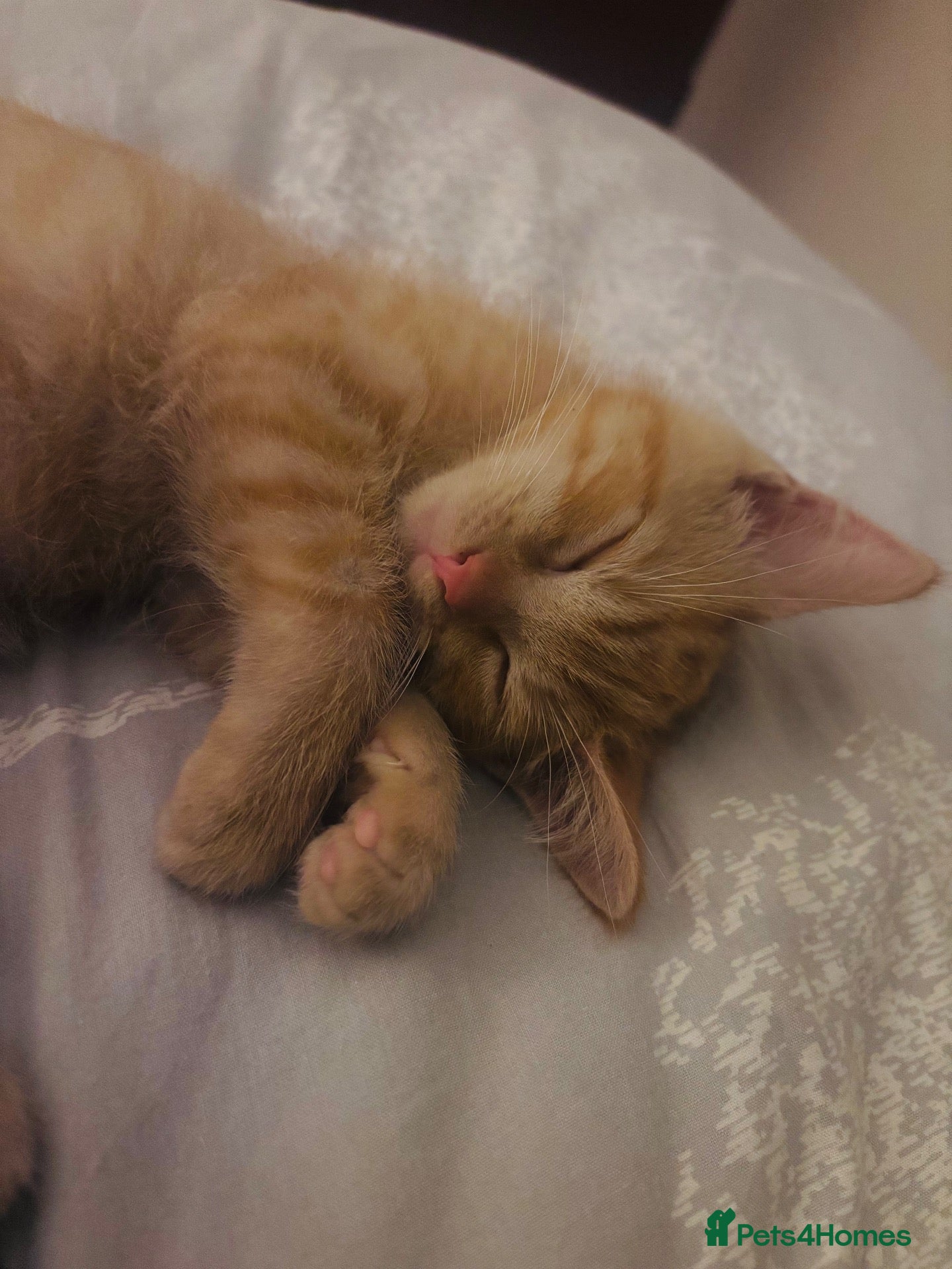 British Longhair cats Ginger Male kitten - Advert 2