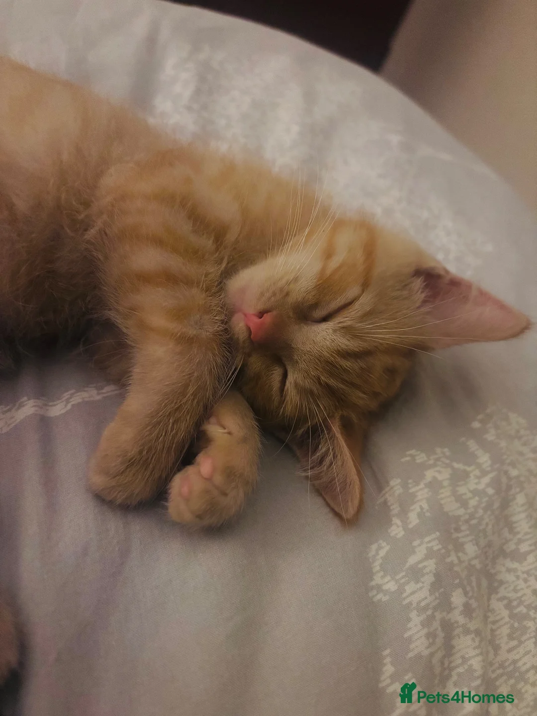 British Longhair cats for sale: Ginger Male kitten - Advert 1