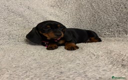 Miniature Dachshund dogs for sale: Miniature dachshund  - Image 10