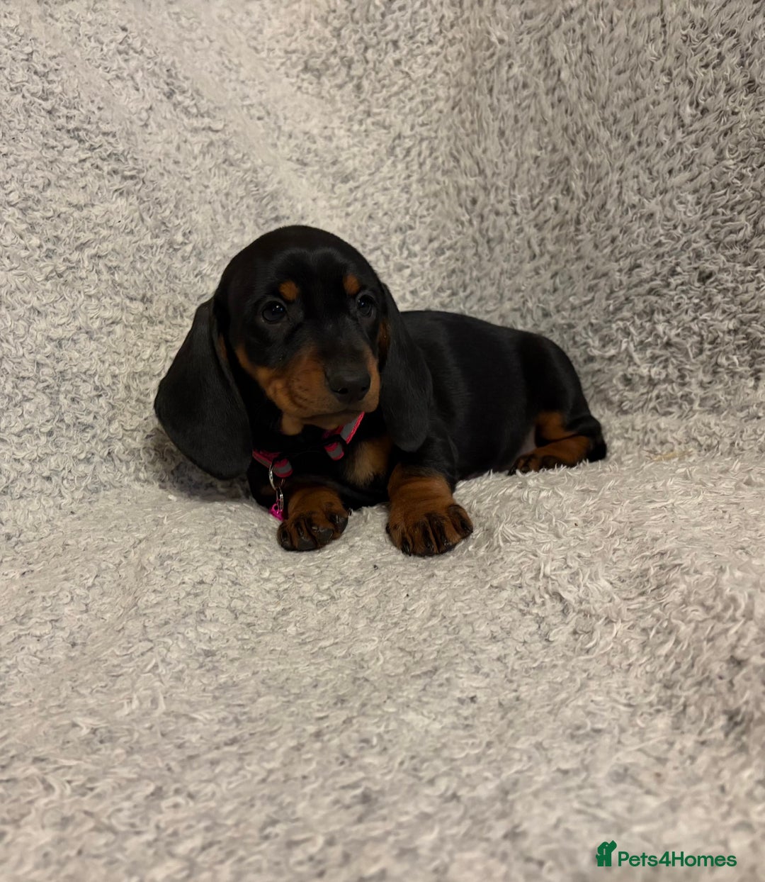 Miniature Dachshund dogs for sale: Miniature dachshund  - Image 10