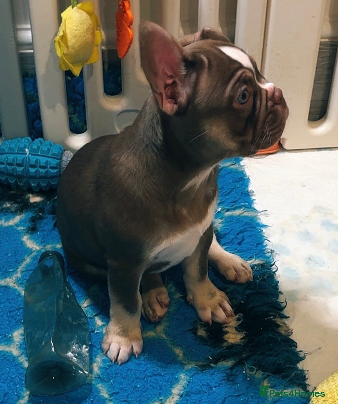 French Bulldog dogs for sale: READY NOW- 2 BOYS LEFT- QUALITY FRENCHIE PUPS - Advert 41