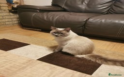 Ragdoll cats for sale: Ragdoll Male Cat - Image 4