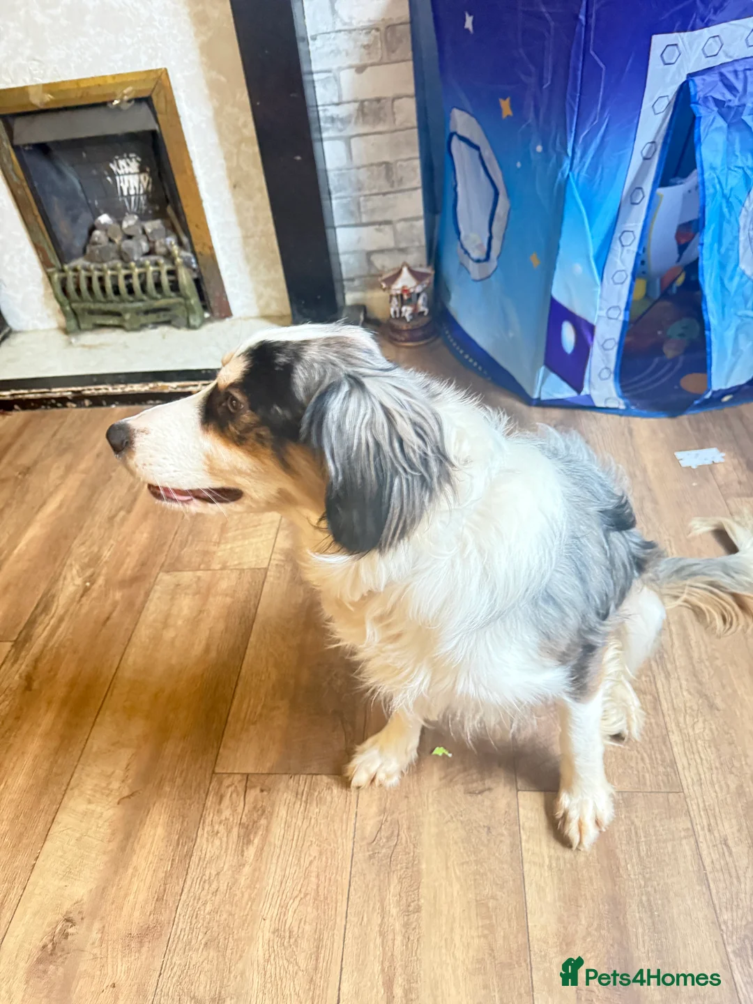 Mixed Breed dogs for sale: cocker spaniel boarder collie mix  - Advert 5