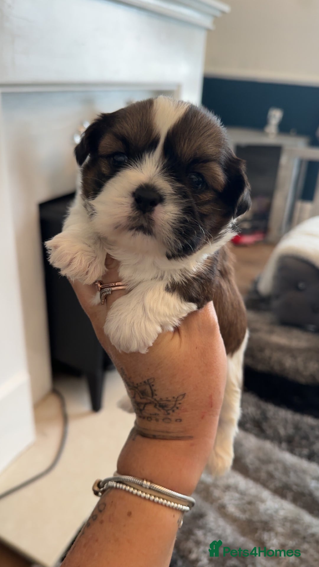 Shih Tzu dogs for sale: Stunning imperial shih tzu puppies  - Advert 21