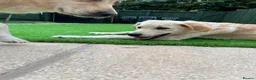 Golden Retriever dogs for sale: KC REGISTER GOLDEN RETRIEVERS PUPPIES - Advert 4
