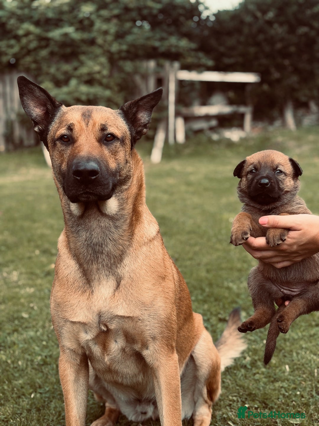 Mixed Breed dogs for sale: Dutch/Belgian malinois   - Image 4