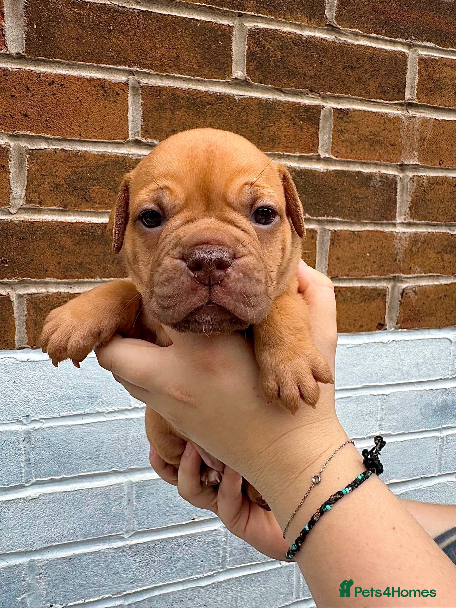 Olde English Bulldogge dogs Champion, Health Tested Parents, OEB puppies - Advert 2