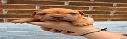 Olde English Bulldogge dogs for sale: Champion, Health Tested Parents, OEB puppies in Normanton - Advert 3