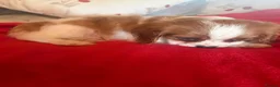 Cavalier King Charles Spaniel dogs for sale: Cavalier King Charles  - Advert 3